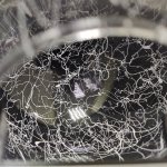 Люстра потолочная Lumion 4551/6C DARCY