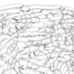 Светильник бра Lightstar 603620 Murano