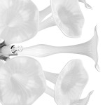 Светильник настенный Lightstar 891656 Bardano