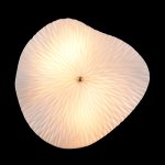 Светильник настенный бра Crystallux CONTESSA AP2.2 CONTESSA