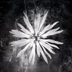 Подвесной светильник Ideal lux CORALLO SP12 (74689)