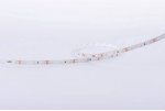 Лента светодиодная DesignLed DSG260 DesignLed DSG260-12-NW-33