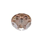 Точечный светильник F4097 TEA+CL GU5.3 ЭкономСвет