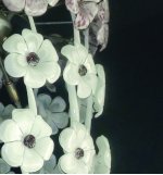 Потолочный светильник Jago NCS 093