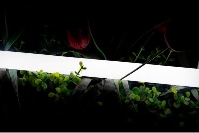 Лента светодиодная неоновая 360 ° SWG Pro 3000K SWG-2360-24-WW-66