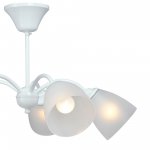 Vitaluce V3929-0/5PL