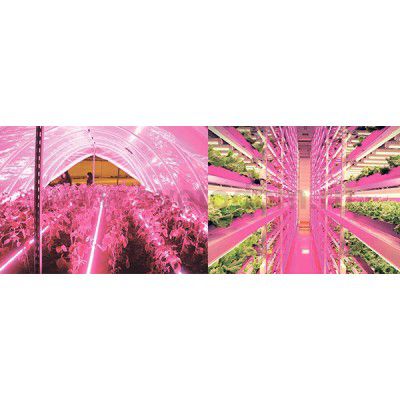 Светильник светодиодный СПБ-T8-ФИТО 12Вт 230В IP40 900мм для роста растений