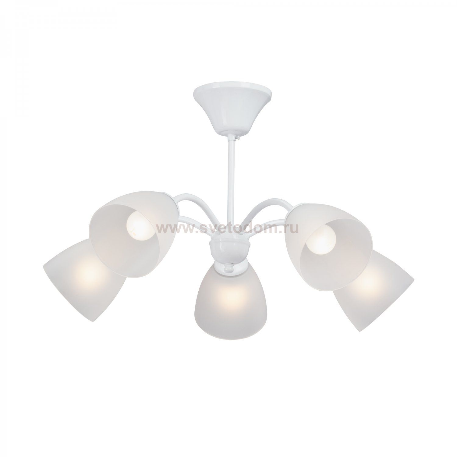 Vitaluce V3929-0/5PL