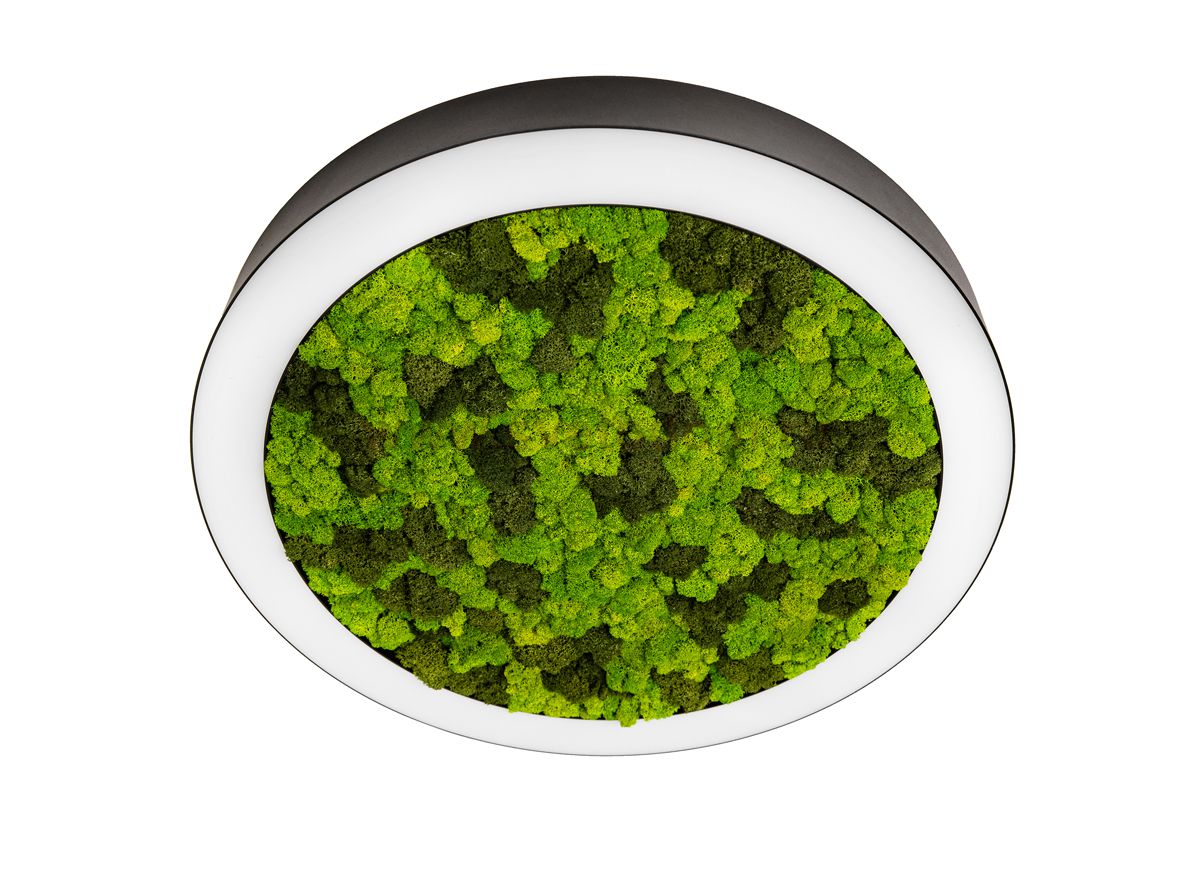 Donolux DL800C72WW Moss Black