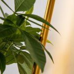 Настенный светильник Favourite 4050-1W Greenery