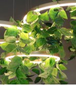 Люстра Kink light 8223,33TREE Тор-Фолио