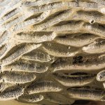 Аксессуар Seletti 16410